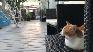 an orange and white cat sitting on a wicker chair at The Great Wall Box House - Beijing in Miyun