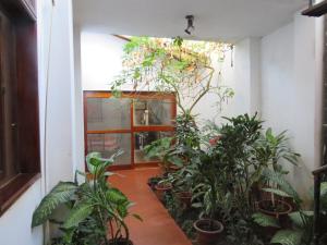 Posada Cumpanama في Yurimaguas: غرفة مليئة بالكثير من النباتات أمام باب