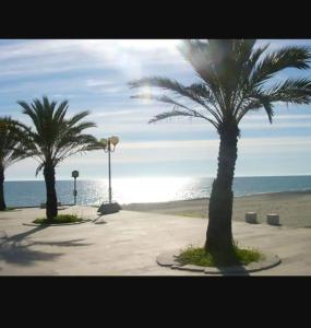 due palme su una spiaggia vicino all'oceano di Belvedere a Policoro
