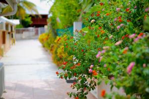 a row of plants with flowers in a garden at Holiday Home Soleil de Gwada in Sainte-Anne