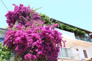 Gallery image of Rose Pension in Dalyan