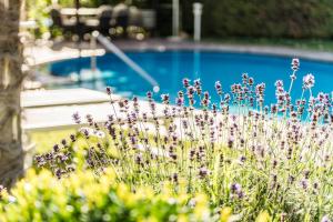 Der Swimmingpool an oder in der Nähe von Residence Volkmar