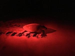 a knife sitting on top of a red object at Turtle Paradise in Tangalle