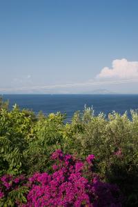 un champ de fleurs avec l'océan en arrière-plan dans l'établissement Ionian Garden Villas - Villa Pietra, à Benitses