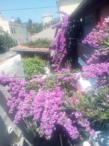 a bunch of purple flowers on the side of a building at Apartman i Sobe Čule Cres in Cres