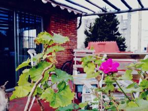 Casa del Mar في مونتيفيديو: نبات ورد وردي بجانب مقعد