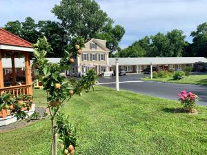 un naranjo en un patio frente a una casa en Eagle Wing Inn - Cape Cod en Eastham