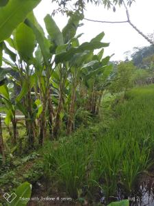a row of banana trees in a field at Rumah Sakinah in Wonosobo
