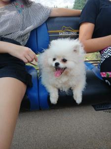 a small white dog sitting on a woman's lap at Hotel Alaska in Selva di Val Gardena