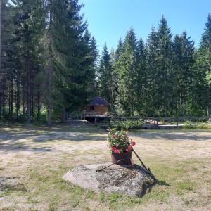 un pot de fleurs assis sur un rocher dans un champ dans l'établissement ŠMITI, à (( Čūskumuiža ))