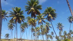 un grupo de palmeras en una playa en Mandacaru Guest House, en Praia do Forte
