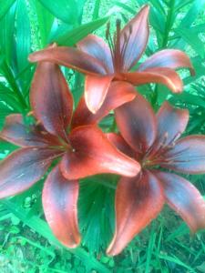 A garden outside Le Magnolie B&B