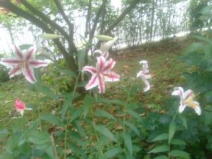 A garden outside Le Magnolie B&B