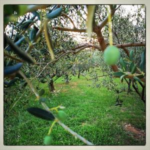 Fotografie z fotogalerie ubytování Pansion Ruzic v destinaci Međugorje + 42 fotografií