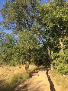 un chemin de terre avec des arbres de chaque côté dans l'établissement Insolite Bois Cailloux avec Spa, à Saint-Remèze