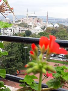 a view of a city with a red flower in the foreground at Hali Hotel in Istanbul