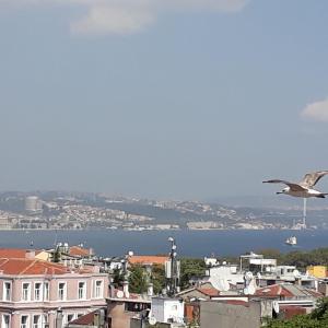 a seagull flying over a city with a body of water at Hali Hotel in Istanbul