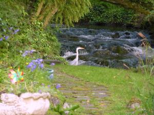 a white bird standing in the grass near a stream at Yr Hen Felin - The Old Mill B&B in Morfa Nefyn