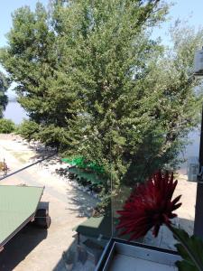 una vista aérea de un patio con un árbol y bancos en Apartmani MITIĆ en Veliko Gradište