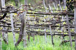 A garden outside Il Raduno