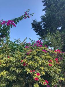 Ein Garten an der Unterkunft İpek Apart Hotel