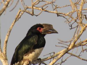 Un uccello è seduto su un ramo di un albero di Kosi Bay Casitas a Manguzi
