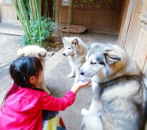 和主人一起入住夕露小榭古城南门店 Xilu Xiaoxie Inn Old Town Lijiang的宠物