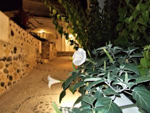 Zahrada ubytování Loukas Kontos Traditional House
