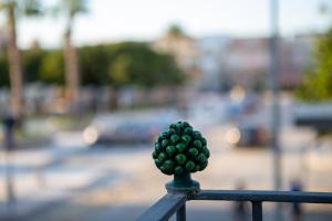 a green plant on top of a fence at La Casetta - Rooms & Garden in San Ferdinando