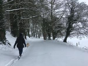 a person walking a dog in the snow at Templemacateer in Westmeath