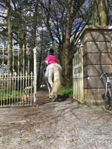 una persona che cavalca un cavallo oltre un cancello con un cane di Templemacateer a Contea di Westmeath