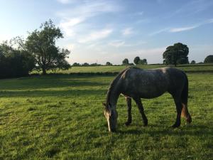 a horse grazing in a field of green grass at Templemacateer B&B in Westmeath