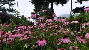 Zahrada ubytování Golmangtae Pension
