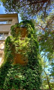 Hotel Garni Picnic في ريتشيوني: مبنى مغطى باللون الأخضر بجوار مبنى