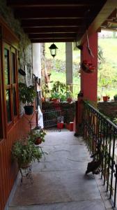 a cat sitting on a porch of a house at O Chaleciño in Samos