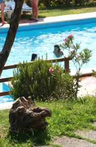 einem Hund, der im Wasser neben einem Pool sitzt in der Unterkunft Park Hotel Faver in Tremosine sul Garda