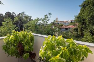 a group of plants on a white fence at La Villa 31 - Locazione Turistica in Rosignano Marittimo