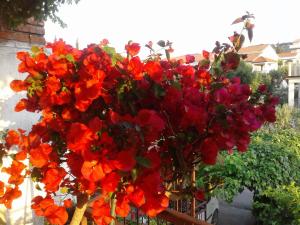Parę czerwonych i pomarańczowych kwiatów na płocie w obiekcie ROOMS LUCE 2 & Supetar w mieście Supetar