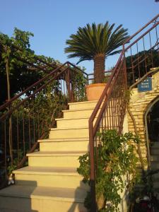 una rampa di scale con una palma in una pentola di ROOMS LUCE 2 & Supetar a Supetar (San Pietro di Brazza)