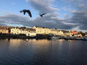 twee vogels vliegen over een waterlichaam met gebouwen bij Hebridean Town House in Stornoway