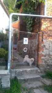 einen Hund hinter einem Tor in einem Backsteingebäude in der Unterkunft U babičky a jeji psí smečky in Veselíčko