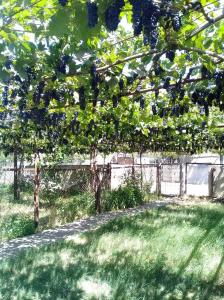 Giardino di wine valley