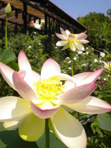 a pink and yellow lotus flower in front of a building at La Gallina Felice B&B in Meta