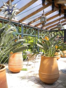 three large vases with plants in them in a greenhouse at La Gallina Felice B&B in Meta