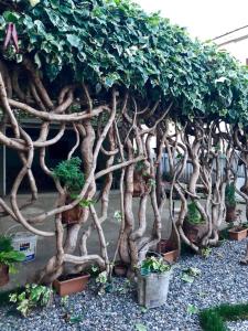 Afbeelding uit fotogalerij van Green Garden in Zugdidi