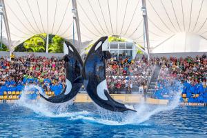 two dolphins in the water in front of a crowd at Las Terassas- Playa de las americas - Ténérife- Espagne in Playa de las Americas +15 photos