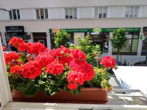 a pot of red flowers sitting on a window sill at Gdynia Abrahama 23 in Gdynia