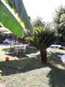 a palm tree sitting in the middle of a yard at casa Marilena in Tivoli