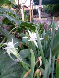 A garden outside L'Agrifoglio Dell'Etna