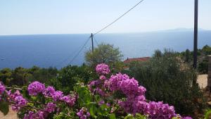 a bunch of purple flowers with the ocean in the background at Apartments Vila Vino in Sveta Nedelja